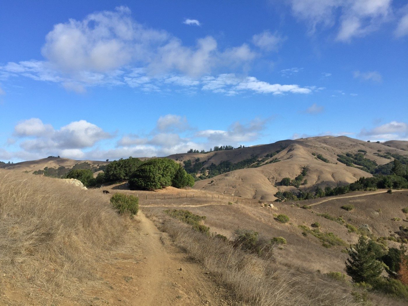 A singletrack trail winding through the golden hills of Marin County